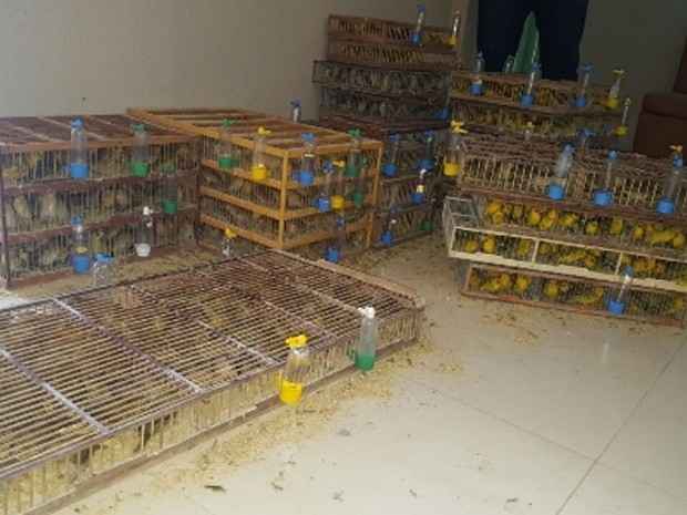 A dupla pretendia vender as aves em Fortaleza. Uma blitz realizou o flagrante dos criminosos