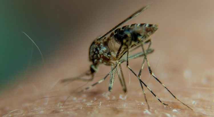 Aedes aegypti, transmissor da dengue, do zika e de outras doenças: abaixo-assinado de especialistas critica mudanças promovidas pelo Ministério da Saúde