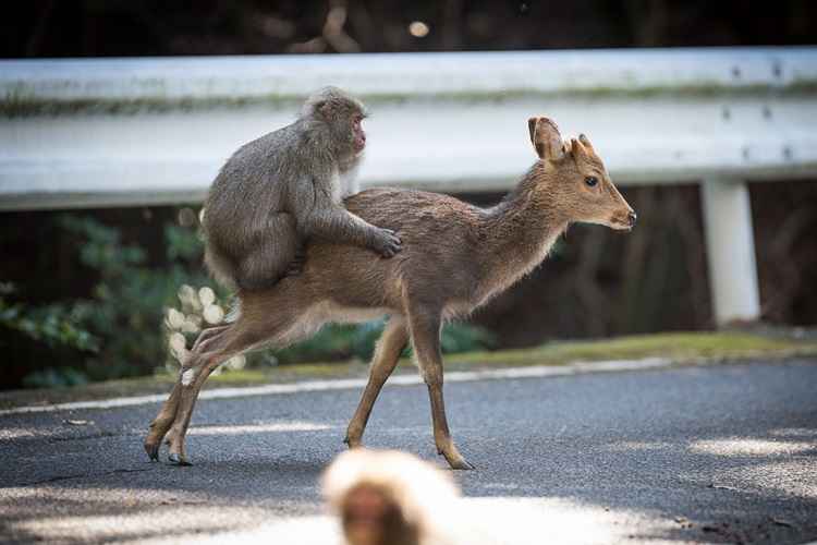 Os cientistas especulam que o comportamento do macaco pode ser provocado pela 