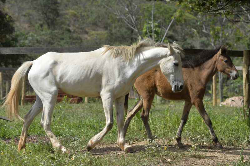 Cavalos resgatados das ruas por grupos de protetores aguardam adoção