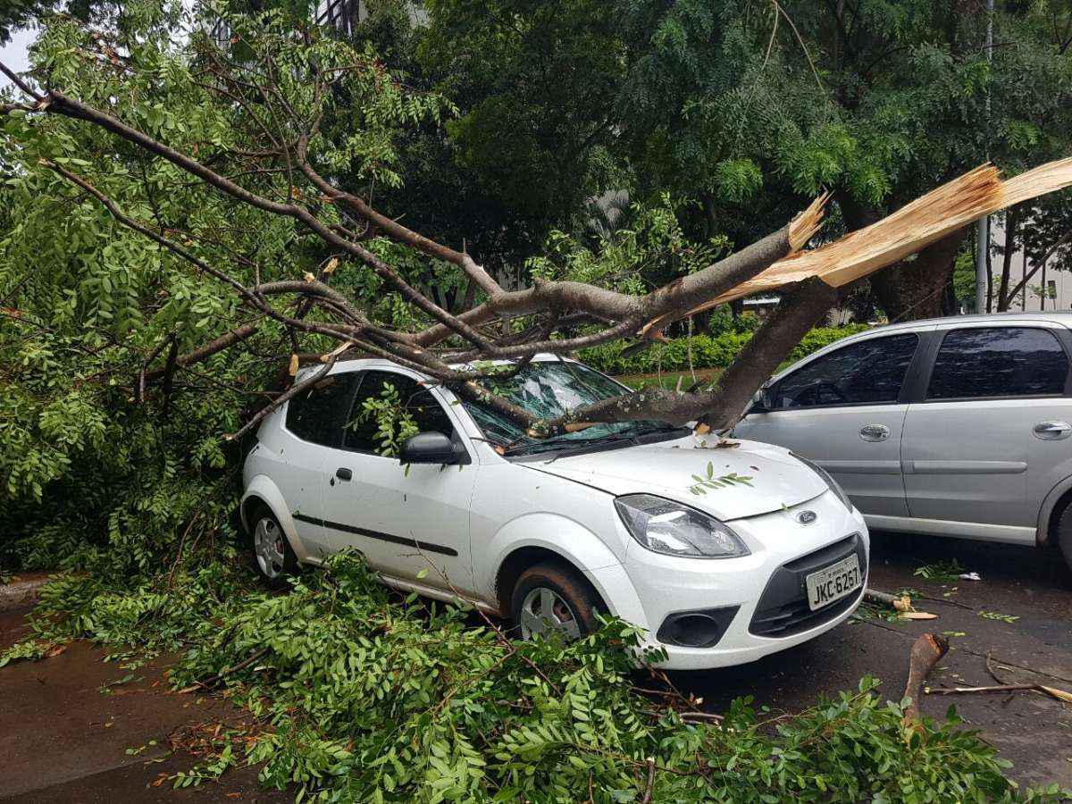 As chuvas atingiram pelo menos 13 regiões administrativas. Árvores caíram sobre carros