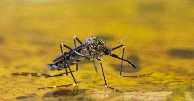 Grande número de óbitos funcionam como alerta para evitar que a doença atinja humanos