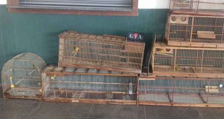 Além das aves, dois ovos e sete gaiolas foram encontrados e apreendidos em casa da região