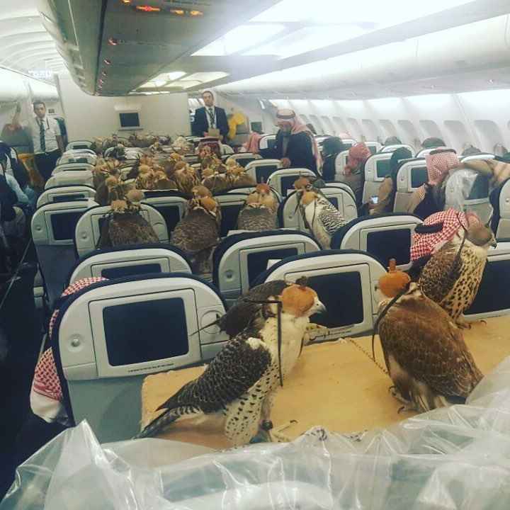 Príncipe saudita compra 80 passagens de avião para pássaros de estimação