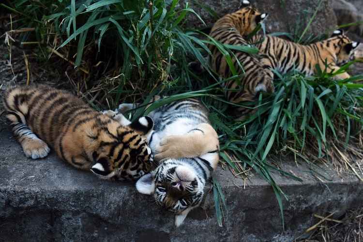 Em março de 2013, este mesmo casal de tigres teve outra ninhada de quatro filhotes, que posteriormente foram enviados a outros refúgios silvestres