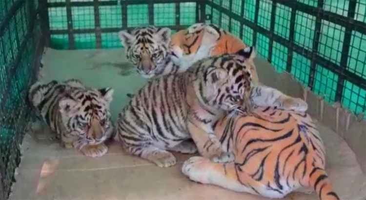 Filhotes de tigre órfãos 'adotam' mãe de pelúcia em reserva na Índia'