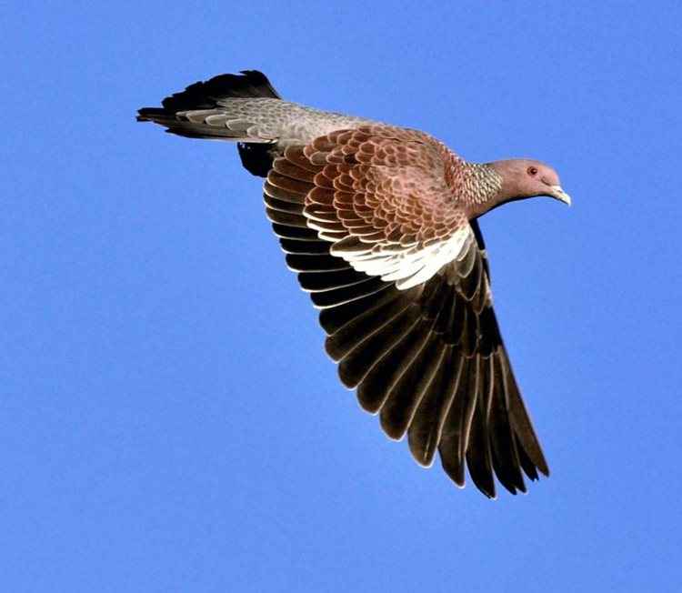 A Asa-branca pode ser encontrada do Nordeste ao Rio Grande do Sul, Goiás, Mato Grosso, Bolívia e Argentina. Vive em capões, mata de galeria e na caatinga