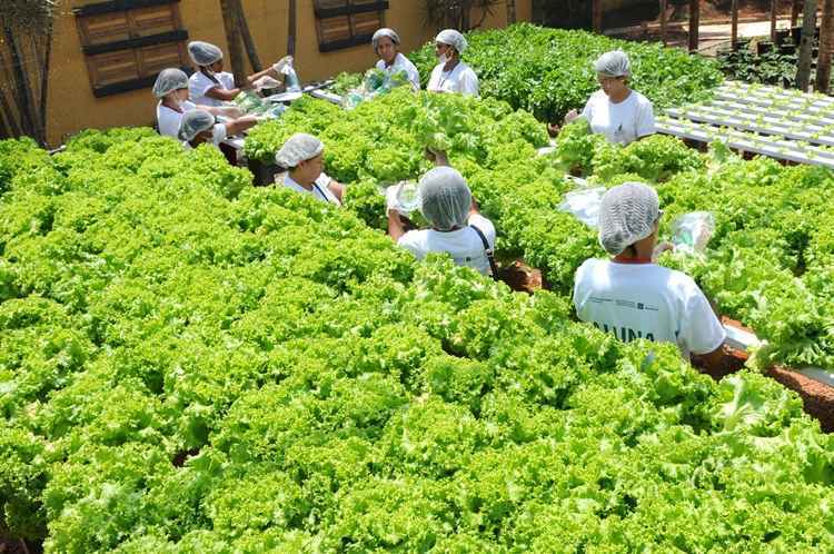 Alimentos foram colhidos e distribuídos na manhã desta sexta (10), no encerramento do curso de produção de alimentos saudáveis. Cultivo contou com energia solar e reuso de água