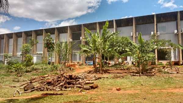 Agrofloresta destruída causa revolta em alunos da UnB