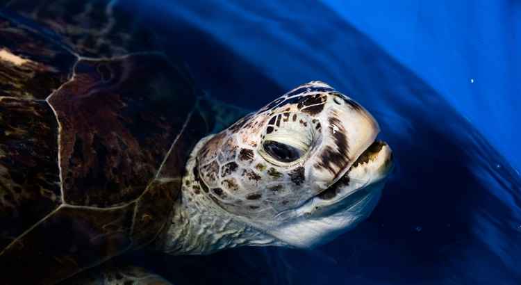 Ainda espera-se que a tartaruga Omsin possa retornar ao mar, já que ainda tem, em tese, 60 anos de vida