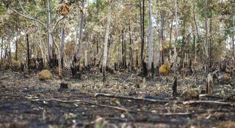 Cerrado já perdeu 46% da cobertura nativa por causa do desmatamento