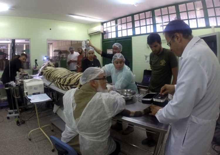 Equipe do Zoológico de Brasília realiza procedimentos de rotina no tigre-branco Dante