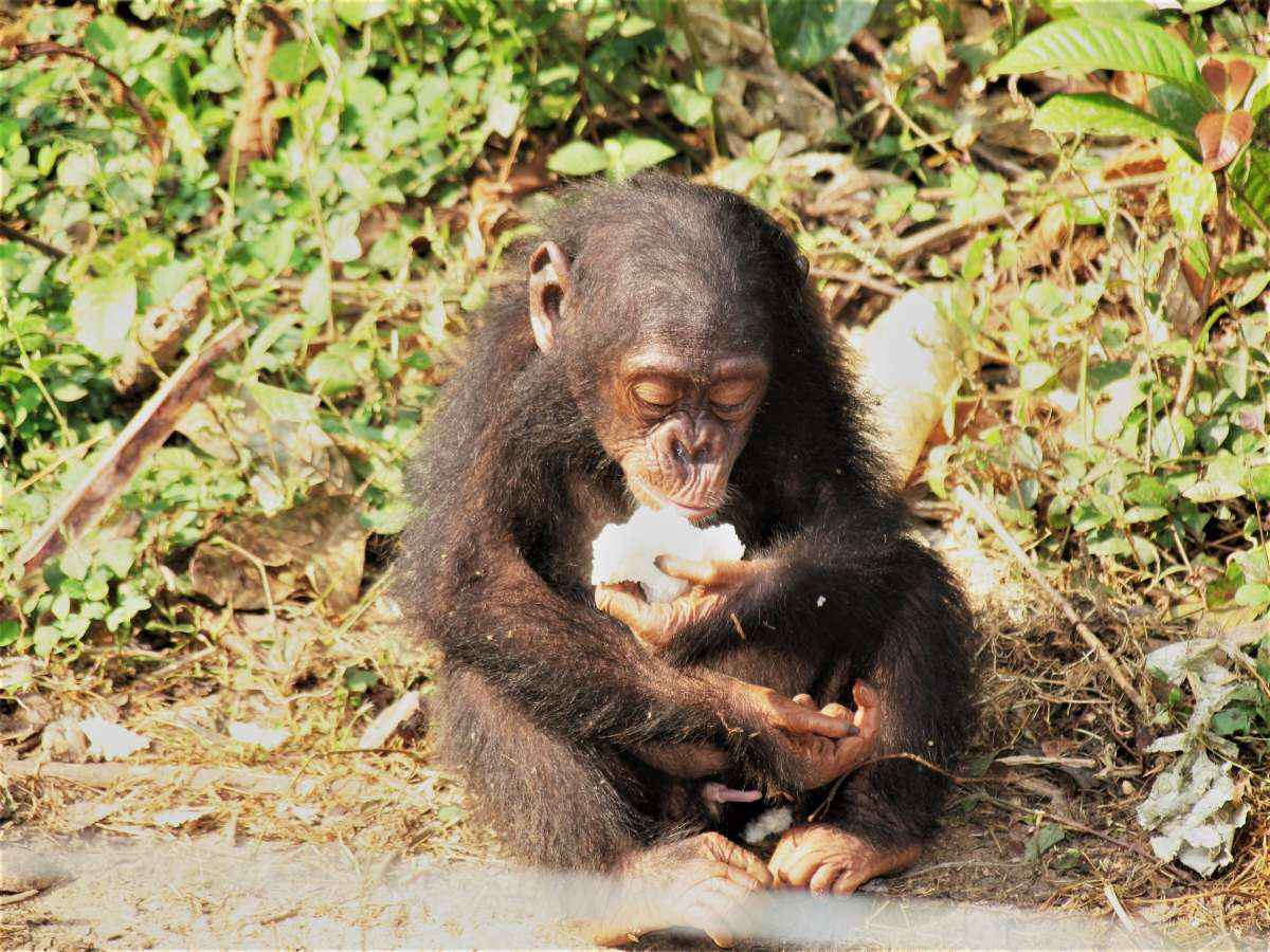 Chimpanzé comendo fruta