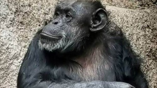 Chimpanzé ganha habeas corpus para deixar Argentina e viver no Brasil