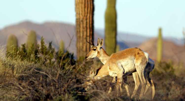 Veados, jaguatiricas, coiotes, antilocapras, gatos bravos e lobos cruzam constantemente esta via que beira o limite entre México e Estados Unidos, em uma zona ecológica protegida por ambos os governos