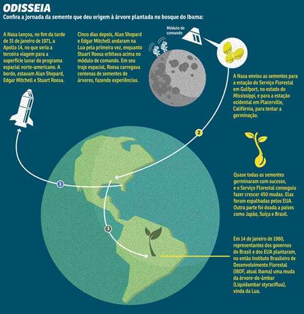 Carvalho canadense plantado na sede do Ibama é fruto de um experimento da Nasa, agência espacial americana, com sementes de cinco espécies, nos anos 1970. No Brasil, com a mesma origem dele, só há outro exemplar, no interior gaúcho