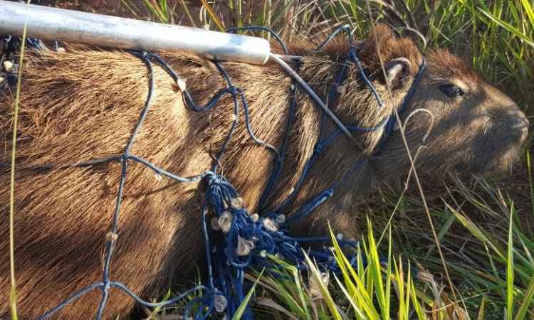 A constatar que o animal, aparentemente, estava saudável, foi feita a soltura