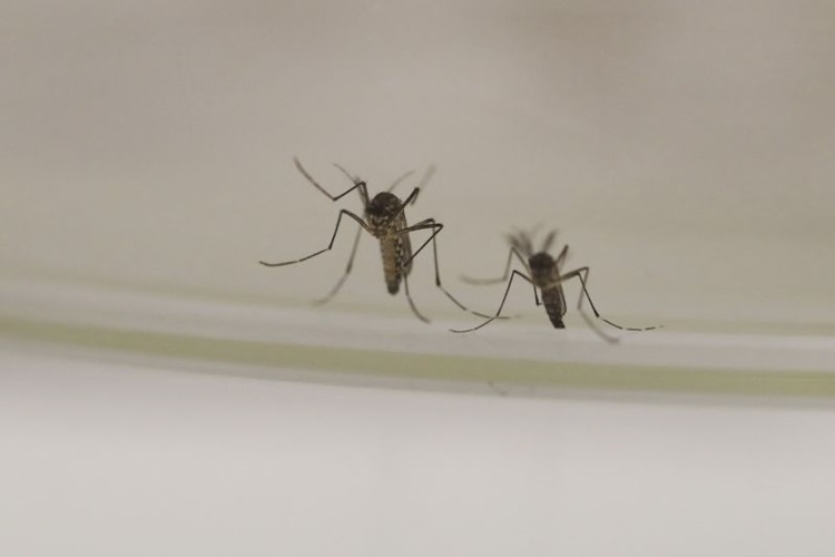 Doenças causadas pelo Aedes aegypti diminuem no DF