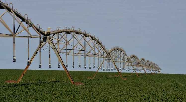 Plantação de soja com sistema de irrigação sobre as plantas, em um dia claro de séu bastante azul