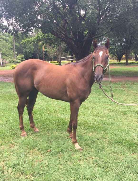 Na madrugada deste sábado, ladrões cortaram a cerca dos fundos da propriedade e lavaram os animais