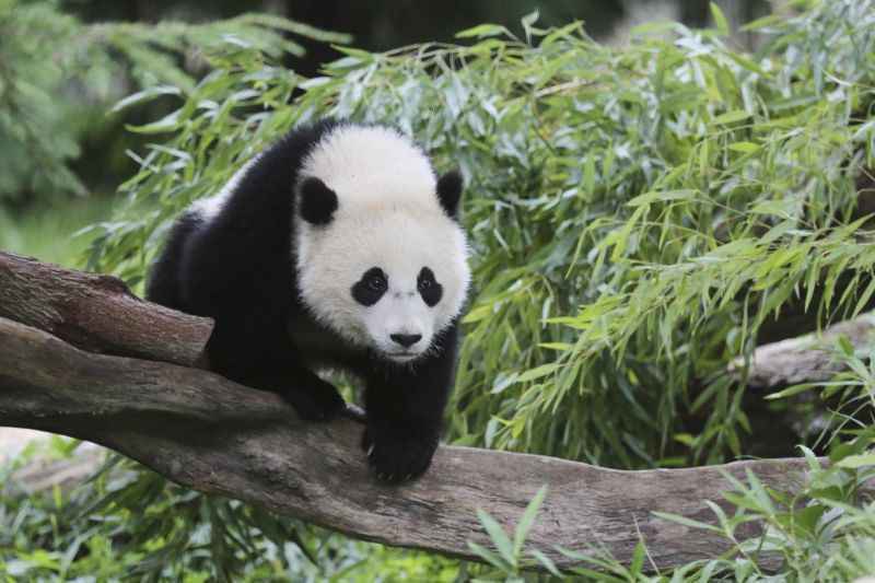 Ameaçado de extinção, panda nasce em zoológico do Japão