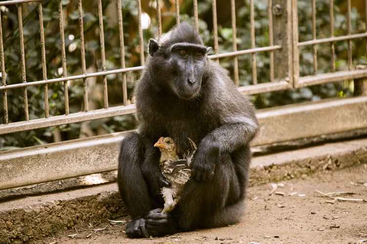 De acordo com um funcionário do zoológico, o frango se mostra muito feliz por ter encontrado uma mãe substituta