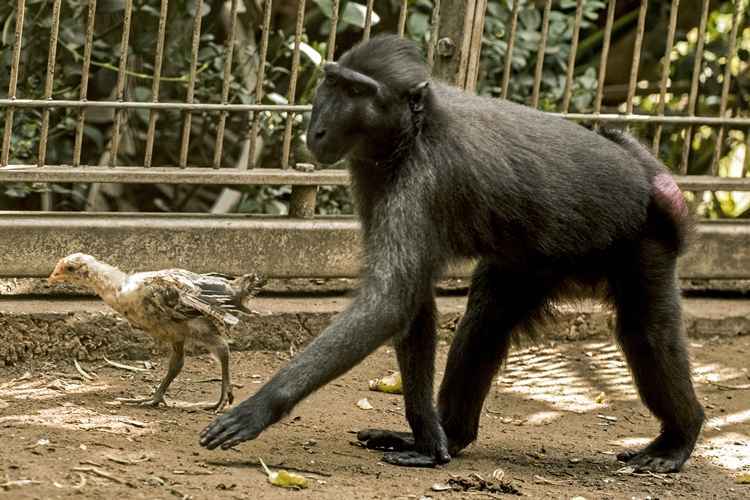 De acordo com um funcionário do zoológico, o frango se mostra muito feliz por ter encontrado uma mãe substituta