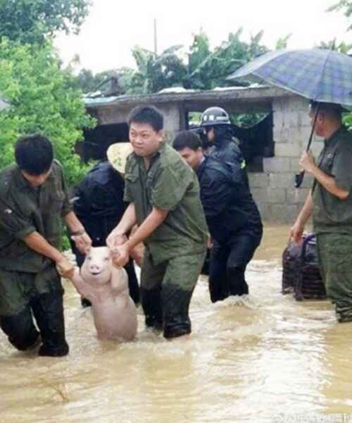 Animal foi resgatado durante uma enchente que atingiu a região de Guangxi Zhua, no sul da China