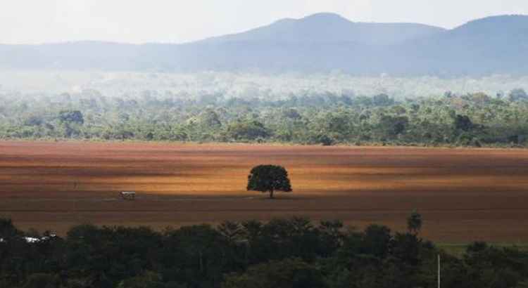 Governo e sociedade civil buscam acordo para conter desmatamento no Cerrado