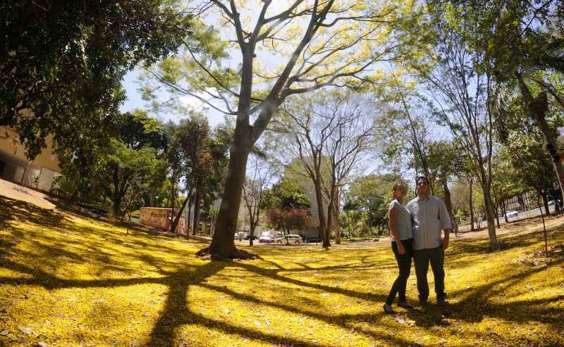 O casal Rany Carvalho e David Cunha se encantou com o tapete amarelo formado pelas flores da guapuruvu, na 308 Sul: beleza natural