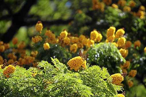 Diversas espécies de árvores tem floração prevista para o período de estiagem, como guapuruvu, sibipiruna, primavera e pequizeiro