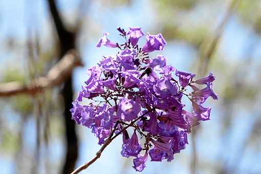 Diversas espécies de árvores tem floração prevista para o período de estiagem, como guapuruvu, sibipiruna, primavera e pequizeiro