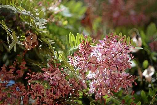 Diversas espécies de árvores tem floração prevista para o período de estiagem, como guapuruvu, sibipiruna, primavera e pequizeiro