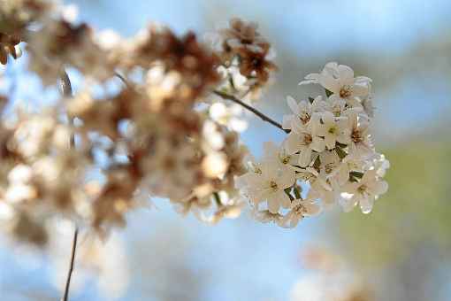 Diversas espécies de árvores tem floração prevista para o período de estiagem, como guapuruvu, sibipiruna, primavera e pequizeiro