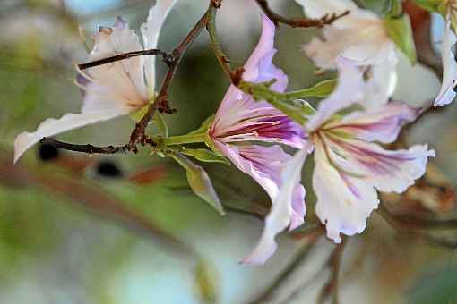 Diversas espécies de árvores tem floração prevista para o período de estiagem, como guapuruvu, sibipiruna, primavera e pequizeiro