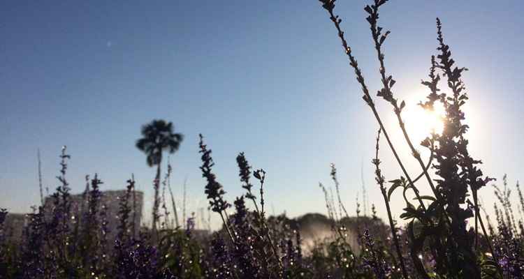 Céu de Brasília amanheceu sem nuvens. Umidade do ar pode atingir os 20% à tarde