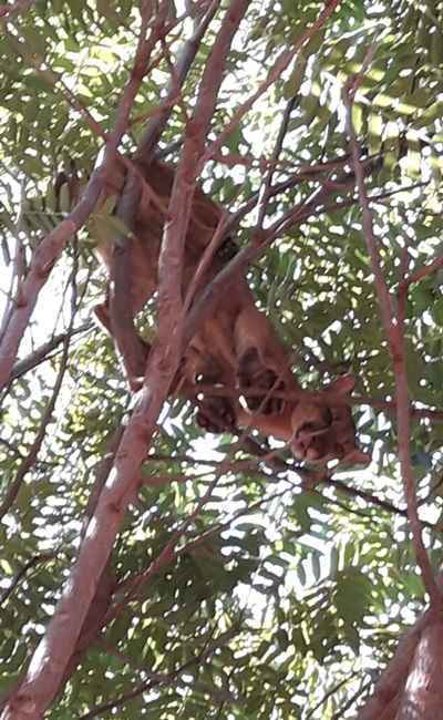 A onça foi sedada e encaminhada ao Centro de Triagem de Animais Silvestres (Cetas)