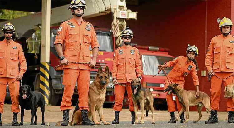 Segurança: cães de corporações constroem uma parceria de coragem e respeito