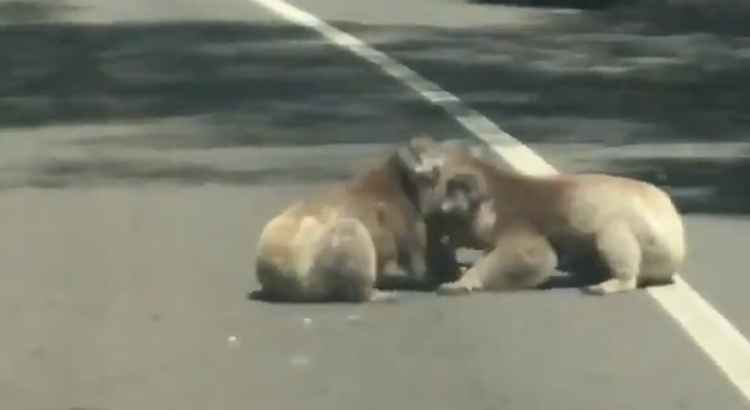Briga entre dois coalas faz trânsito parar em rodovia na Austrália