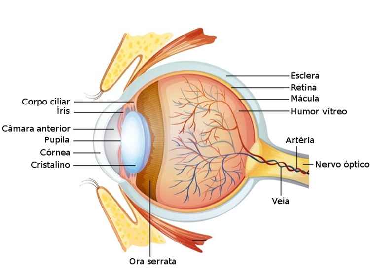 CAPV Optometria - Muitas doenças afetam a região dos olhos