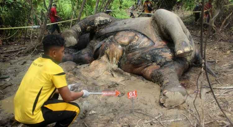 Moradores do vilarejo afirmaram que os agricultores reclamavam que um elefante comia o fertilizante que colocavam na plantação de óleo de palma