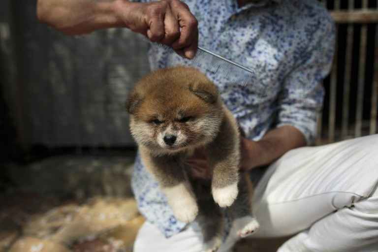 Akita de um mês de idade