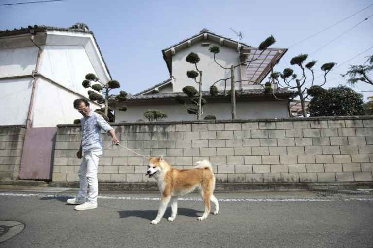 Criador Osamu Yamaguchi passeia com um de seus cães