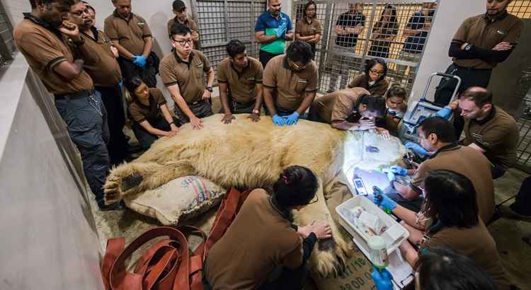 Inuka sofria de diversos problemas de saúde vinculados a sua idade, em particular artrite