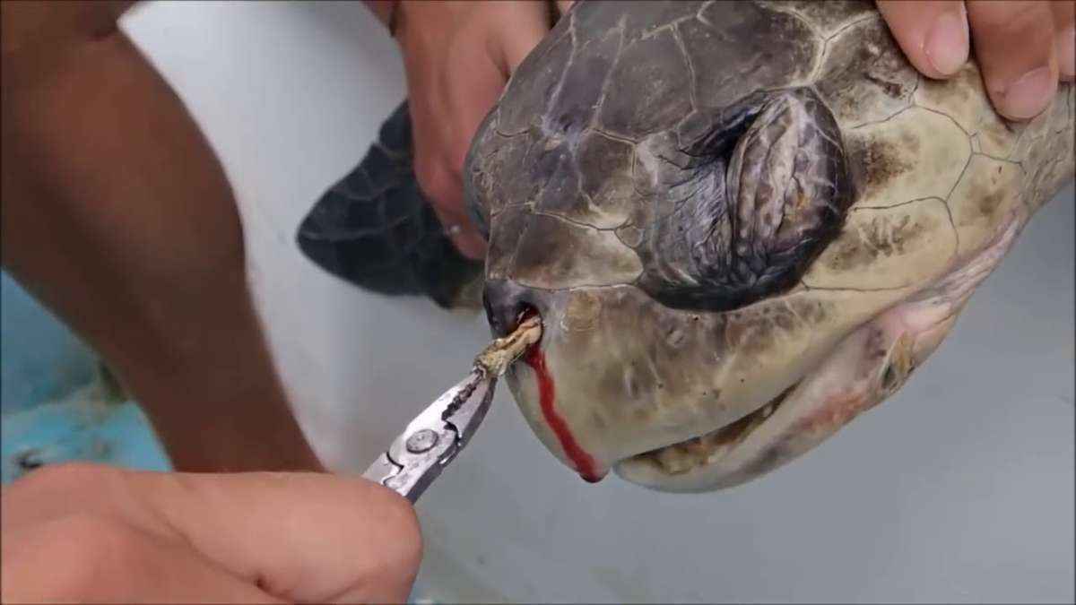 São minutos de agonia até que ambientalistas conseguem retirar um canudo preso na narina de uma tartaruga marinha