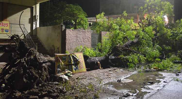 Tempestade também derrubou árvores