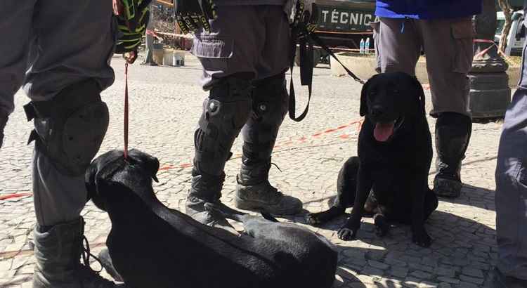 Nessa quinta-feira (3/5), por volta das 14 horas, a cadela Vasty identificou um sinal de vítima neste setor