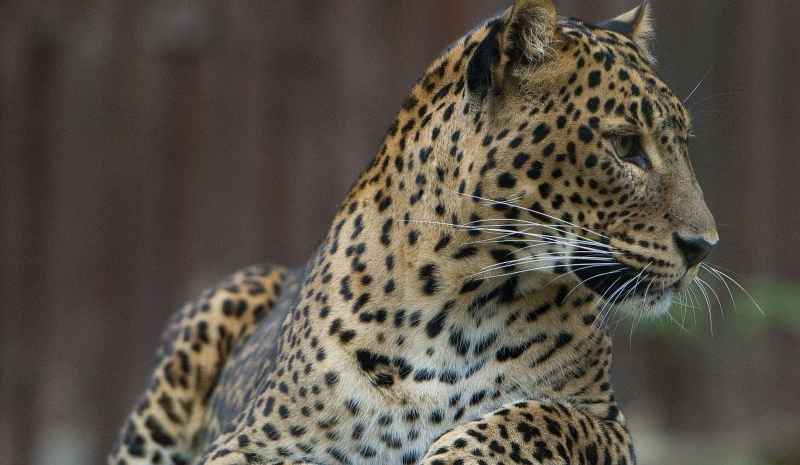 Leopardo devora criança de 3 anos em parque natural de Uganda