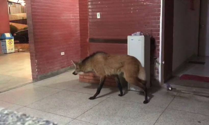 Um vídeo registrado no local mostra o animal saindo de uma das salas da unidade