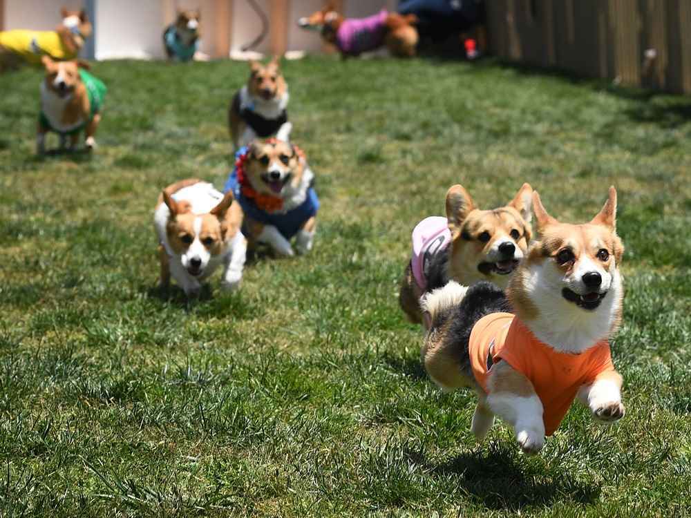 Corgis correndo